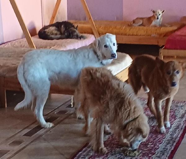 Nebbia adozione del cuore Foto 4